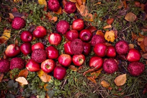 Свадьба по мотивам сказки Белоснежка и 7 Гномов. 01 Свадьба по мотивам сказки Белоснежка и 7 Гномов. 01