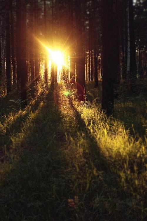 Статья_Honey_Avocado? 01